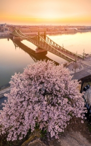Budapest, Hungary - Beautiful Liberty Bridge at sunrise with cherry blossom