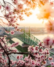 Budapest, Hungary - Beautiful Liberty Bridge at sunrise with cherry blossom