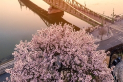 Budapest, Hungary - Beautiful Liberty Bridge at sunrise with cherry blossom