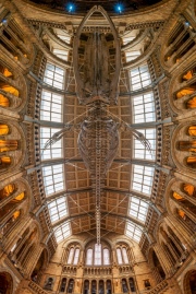 London, UK. Hall of Natural historical museum.