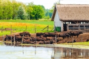 buffalo reserve aera in Hungary. Next to Nagyszeksos lake near by Morhalom town. The hungarian buffalo it was  important animal for agriculture long time ago. protected animal species nowdays