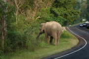 A wild Sri Lankan elephant walks along a rural road, surrounded by lush greenery, illustrating the intersection of wildlife and human pathways in Sri Lanka’s countryside.