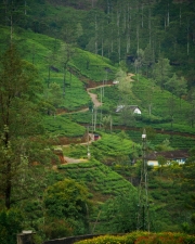 Sri-Lanka-Ceylon-Tea-plants-field-2