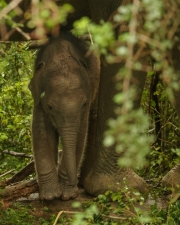 The image captures a Sri Lankan elephant calf (Elephas maximus maximus) seeking shelter under its mother in Yala National Park, South Coast, Sri Lanka. This touching moment highlights the strong bond between mother and baby