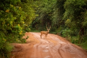 The image features an axis deer (Axis axis), also known as a spotted deer, standing on a muddy road in Yala National Park, South Coast, Sri Lanka. This graceful herbivore is commonly found in tropical forests