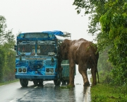 The image captures a dramatic moment as a Sri Lankan elephant (Elephas maximus maximus) attacks a bus on a rainy road near Yala National Park, South Coast, Sri Lanka. This intense encounter highlights human-wildlife conflict in the region