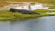 The image features a mugger crocodile (Crocodylus palustris) resting on a grassy riverbank. Native to South Asia, this reptile is known for its broad snout and semi-aquatic lifestyle