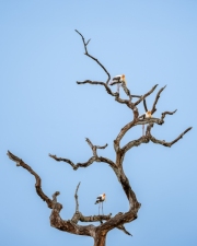 The image features three painted storks (Mycteria leucocephala) perched on the twisted branches of a leafless tree against a clear blue sky. These wading birds are known for their striking plumage and long legs.