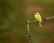 The image features a green bee-eater (Merops orientalis) perched on a thin branch. This vibrant bird is known for its striking green plumage and sharp black beak.