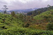 Rolling tea plantations stretch across the misty hills of Nuwara Eliya, Sri Lanka, showcasing lush greenery, serene landscapes, and the heart of Ceylon tea production.