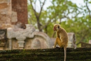 A toque macaque strolls across an ancient moss-covered wall in Polonnaruwa, Sri Lanka, blending into the lush green surroundings of the historic site.