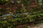 A slender snake emerges from the moss-covered ancient ruins in Polonnaruwa, Sri Lanka, blending seamlessly with the green surroundings.