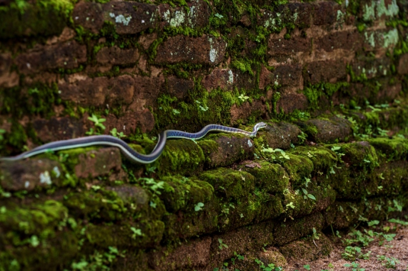 A slender snake emerges from the moss-covered ancient ruins in Polonnaruwa, Sri Lanka, blending seamlessly with the green surroundings.
