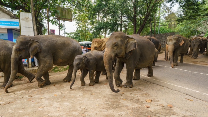 Pinnawala Elephant Orphanage in Sri Lanka is home to rescued elephants, offering a sanctuary where they roam, bathe in the river, and receive care from mahouts.