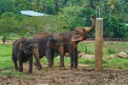 Pinnawala Elephant Orphanage in Sri Lanka is home to rescued elephants, offering a sanctuary where they roam, bathe in the river, and receive care from mahouts.