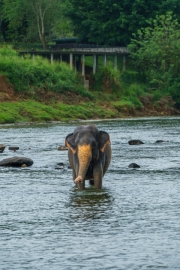 Pinnawala Elephant Orphanage in Sri Lanka is home to rescued elephants, offering a sanctuary where they roam, bathe in the river, and receive care from mahouts.