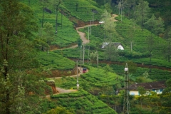 Sri-Lanka-Ceylon-Tea-plants-field-2