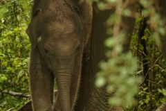The image captures a Sri Lankan elephant calf (Elephas maximus maximus) seeking shelter under its mother in Yala National Park, South Coast, Sri Lanka. This touching moment highlights the strong bond between mother and baby