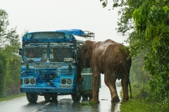 The image captures a dramatic moment as a Sri Lankan elephant (Elephas maximus maximus) attacks a bus on a rainy road near Yala National Park, South Coast, Sri Lanka. This intense encounter highlights human-wildlife conflict in the region