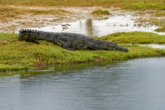 The image features a mugger crocodile (Crocodylus palustris) resting on a grassy riverbank. Native to South Asia, this reptile is known for its broad snout and semi-aquatic lifestyle