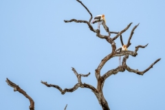The image features three painted storks (Mycteria leucocephala) perched on the twisted branches of a leafless tree against a clear blue sky. These wading birds are known for their striking plumage and long legs.