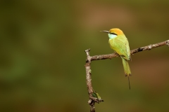 The image features a green bee-eater (Merops orientalis) perched on a thin branch. This vibrant bird is known for its striking green plumage and sharp black beak.