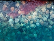 Stingray watching point in Malé city, maldives islands. Next to the port and fish market.