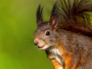 09.27_Squirrel_01