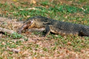 uvenile Asian water monitor (Varanus salvator), also called common water monitor in Lumpini Park in Bangkok, Thailand.