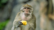 Rhesus monkey in Phuket, Thailand, They are live freely in Thailand
