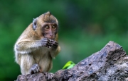 Rhesus monkey in Phuket, Thailand, They are live freely in Thailand