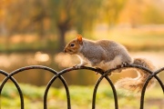 Squirrel in St James Park, London. Cute little animals. You can  feed they from your hands