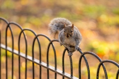 Squirrel in St James Park, London. Cute little animals. You can  feed they from your hands